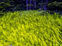 Park Narodowy Cape Breton Highlands